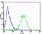 RPL6 Antibody (N-term)